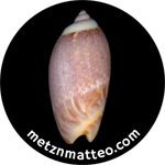 Olive Snail Shell Brown Dorsal | Magnet | 1in