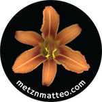 Daylily Flower | Magnet | 1in