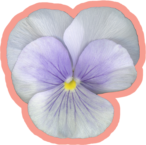 Pansy Viola Flower Lavender | Vinyl Sticker