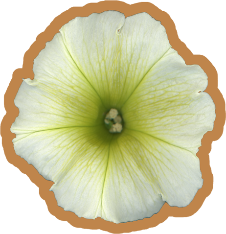 Petunia Flower Yellow-Green | Vinyl Sticker