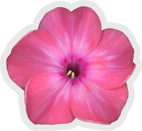 Phlox Flower Detail Pink | Vinyl Sticker