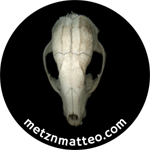 Raccoon Skull Superior | Pinback Button | 1in