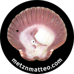 Scallop Shell Magenta Left Exterior | Pinback Button | 1in