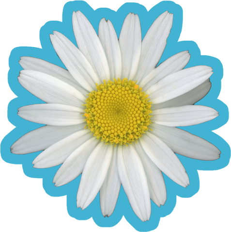 Shasta Daisy Flower White | Vinyl Sticker