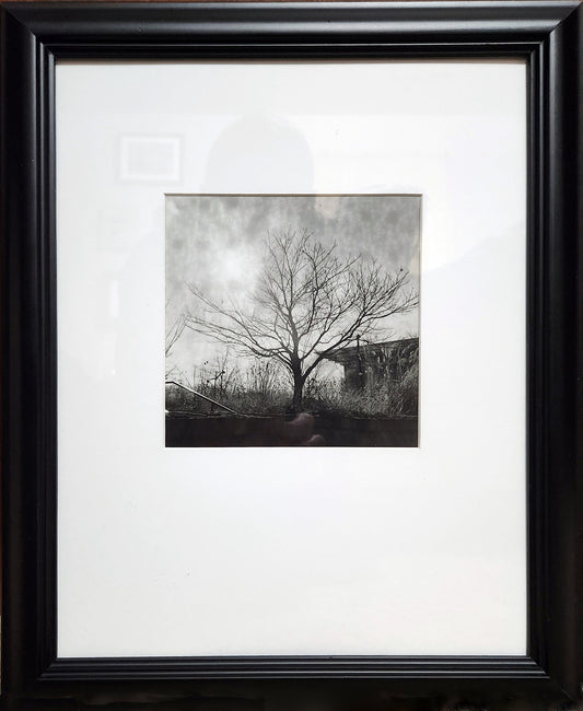 Tree, Building 2015 by Matteo