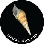 Turrid Shell Tan Apertural | Magnet | 1in