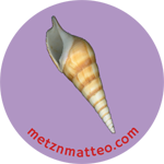 Turrid Shell Tan Apertural | Magnet | 1in