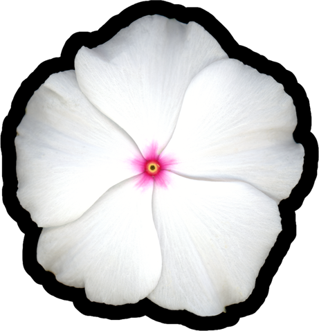 Vinca Flower White | Vinyl Sticker