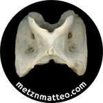 White-tailed Deer Atlas Vertebra | Magnet | 1in