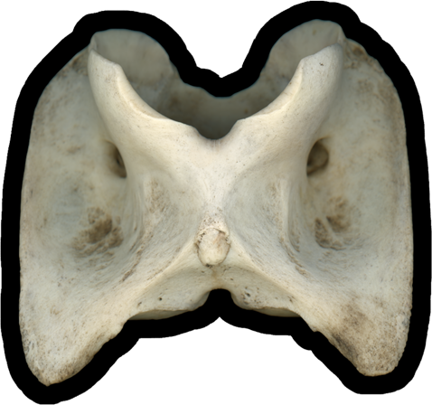 White-tailed Deer Atlas Vertebra | Vinyl Sticker
