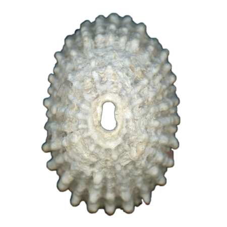 Keyhole Limpet Shell White Exterior | Magnet | 1in