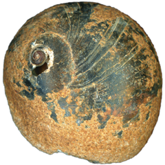 Moon Snail Shell Black & Rust Apical | Magnet | 1in