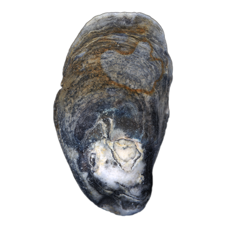 Oyster Shell Blue Right Exterior | Magnet | 1in