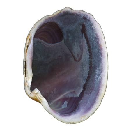 Quahog Clam Shell Purple Right Interior | Magnet | 1in