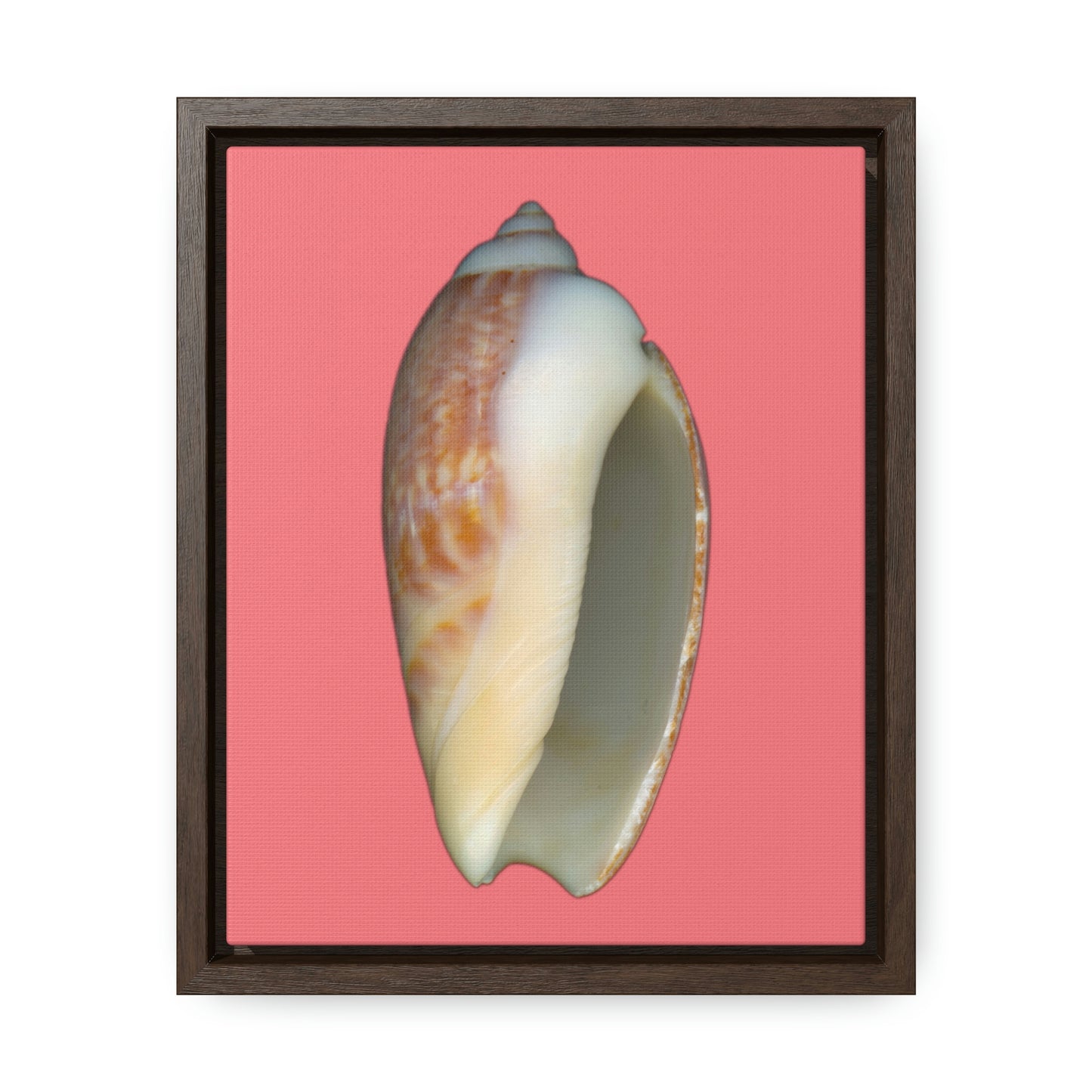 Olive Snail Shell Brown Apertural | Framed Canvas | Salmon Background