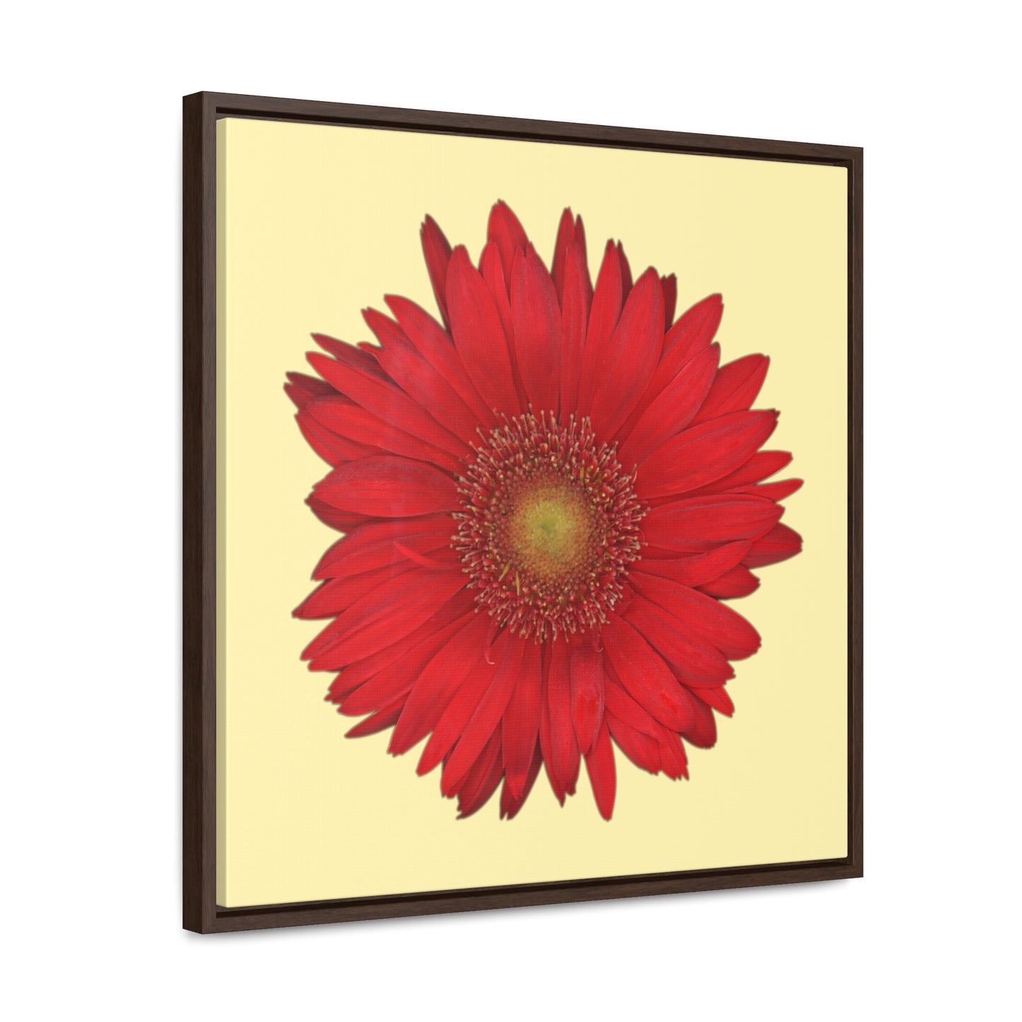 Gerbera Daisy Flower Red | Framed Canvas | Sunshine Background