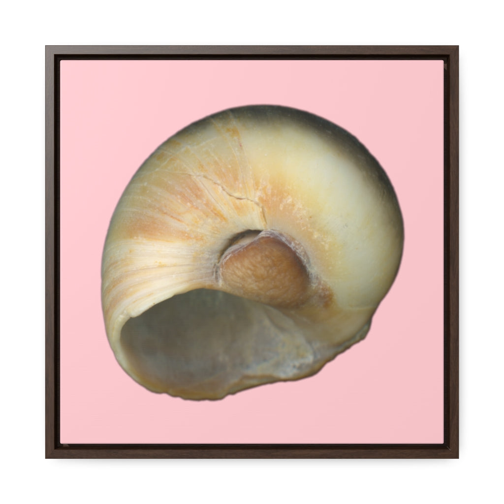 Moon Snail Shell Blue Umbilical | Framed Canvas | Pink Background