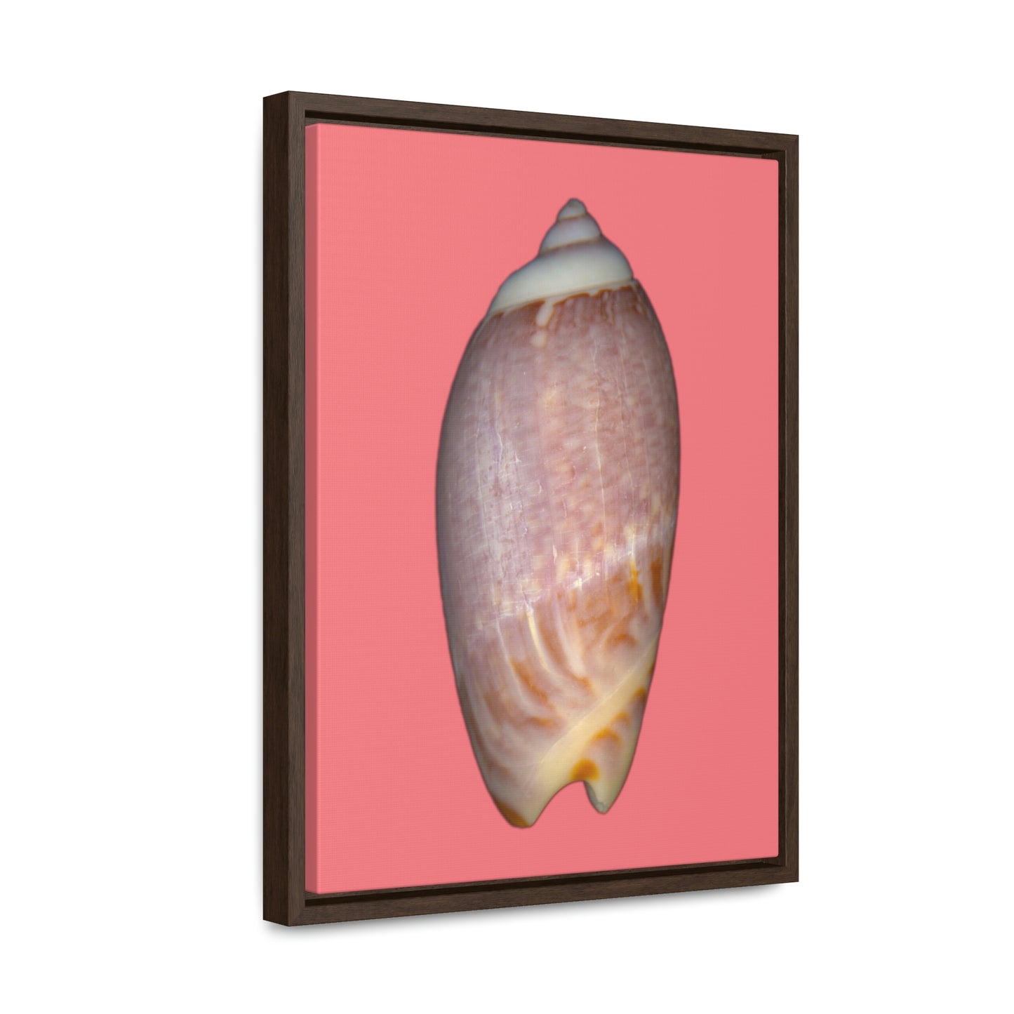 Olive Snail Shell Brown Dorsal | Framed Canvas | Salmon Background