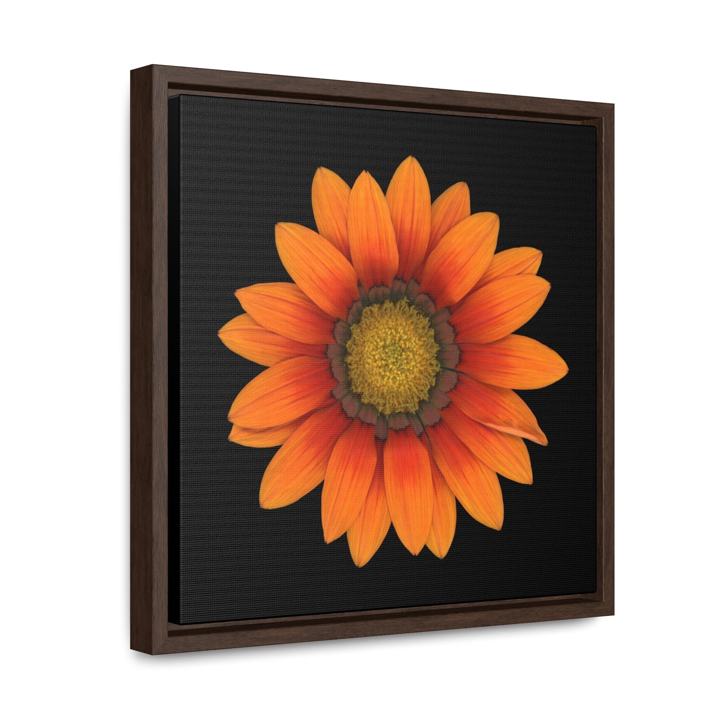 Gazania Flower Orange | Framed Canvas | Black Background