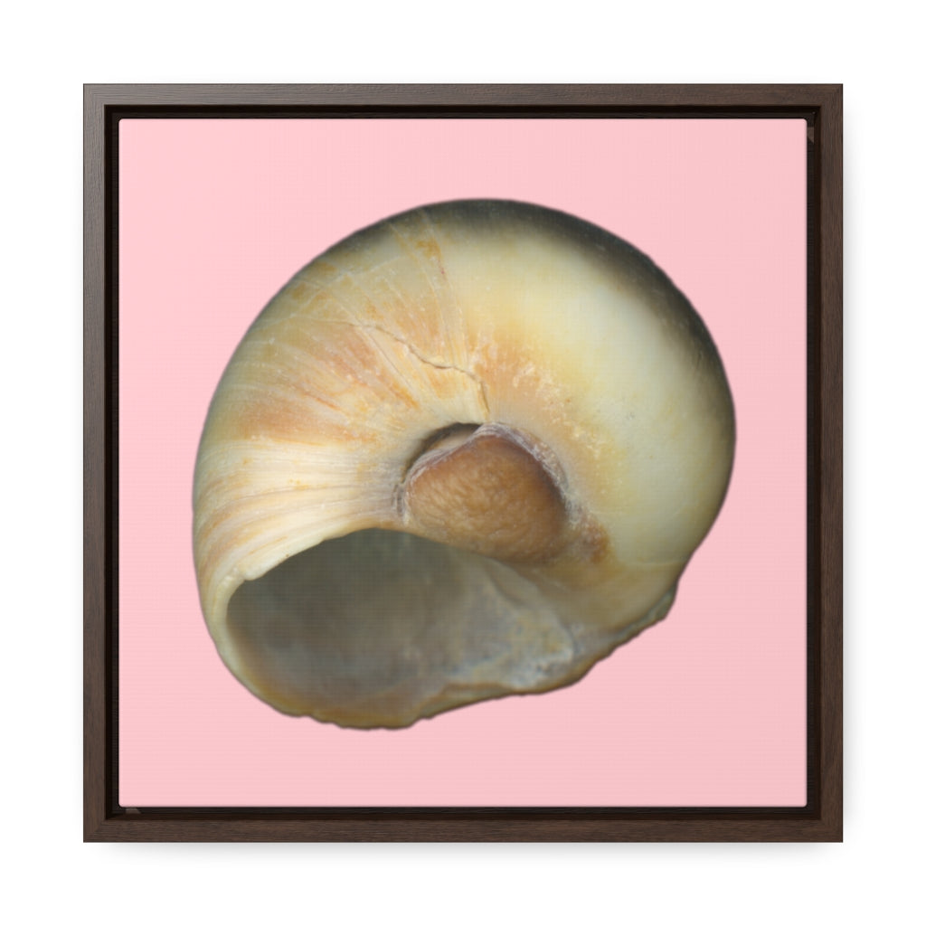 Moon Snail Shell Blue Umbilical | Framed Canvas | Pink Background