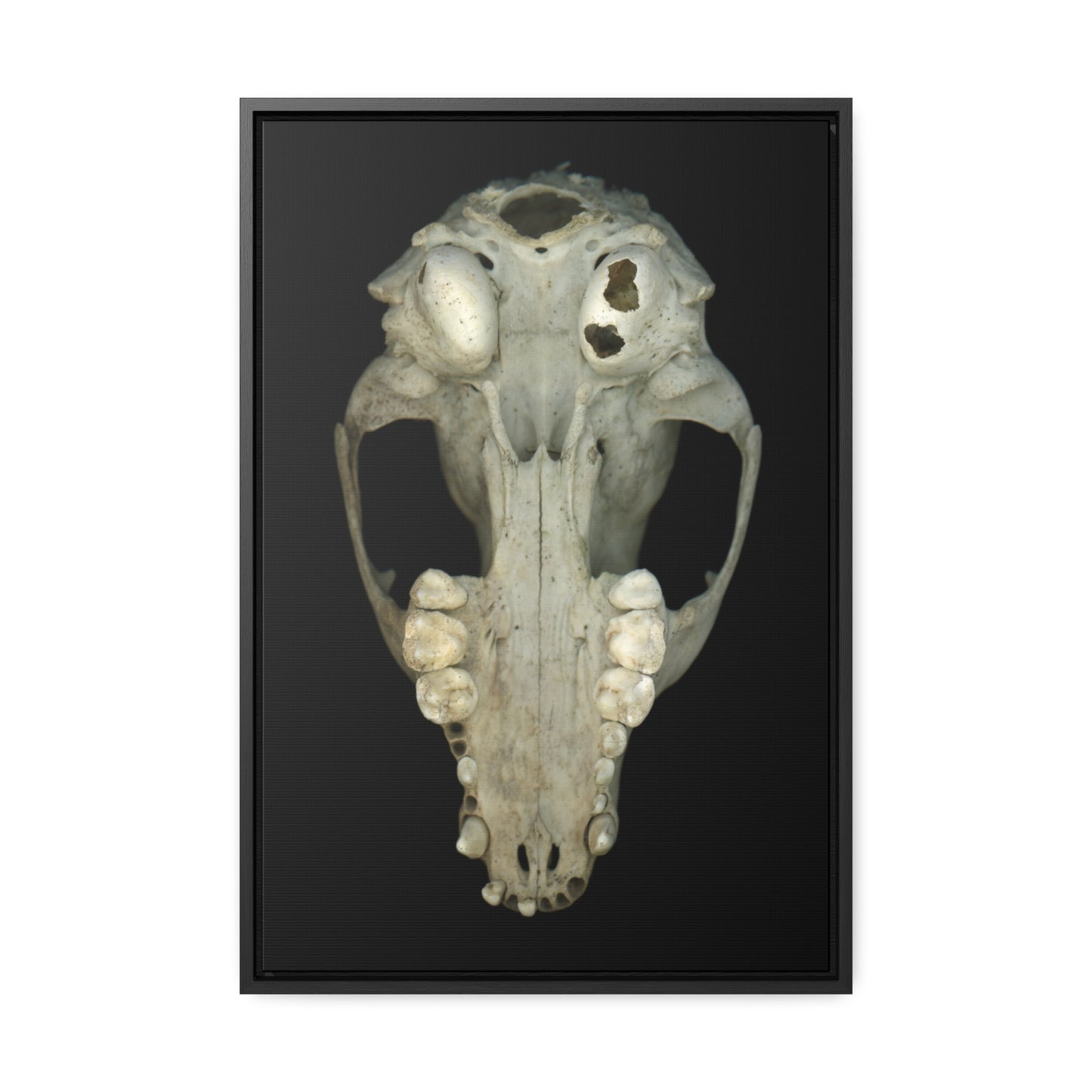 Raccoon Skull Inferior by Matteo | Framed Wrap Canvas | Black Background