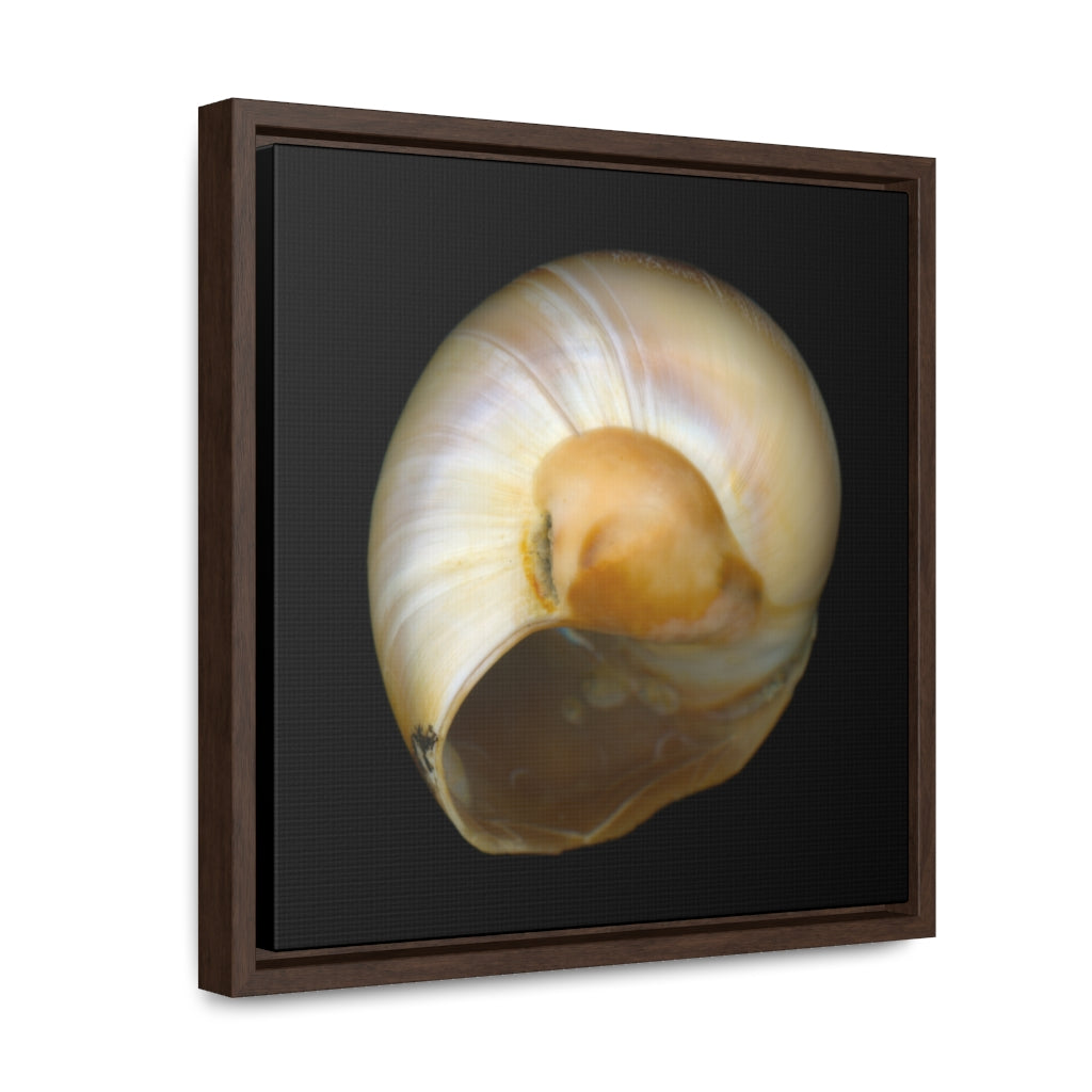 Moon Snail Shell Shark's Eye Umbilical | Framed Canvas | Black Background