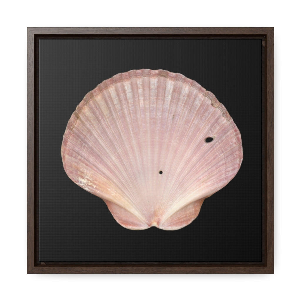 Scallop Shell Magenta Left Interior | Framed Canvas | Black Background