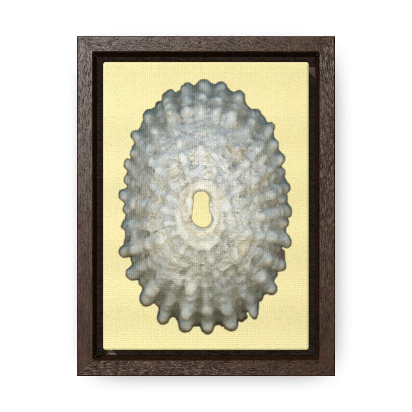 Keyhole Limpet Shell White Exterior | Framed Canvas | Sunshine Background