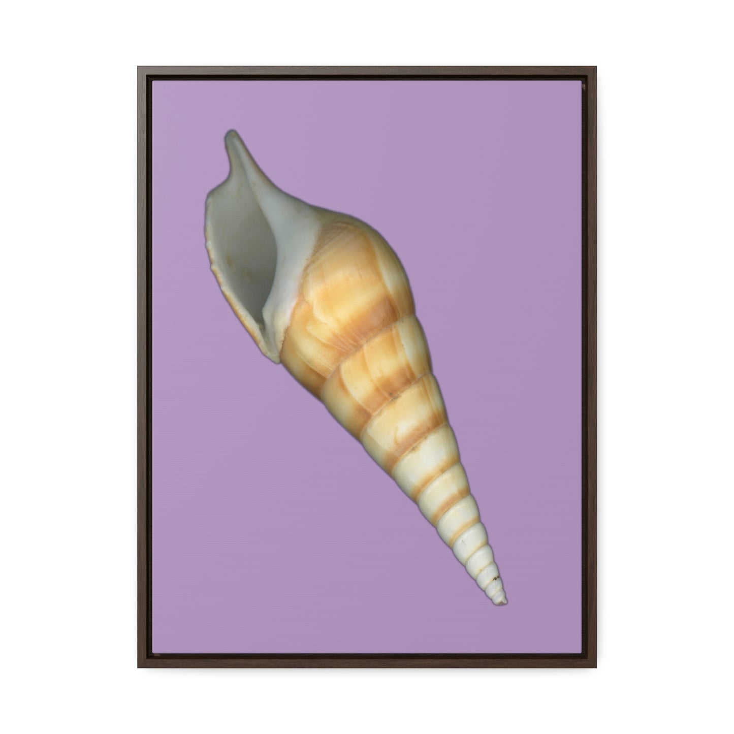 Turrid Shell Tan Apertural | Framed Canvas | Lavender Background