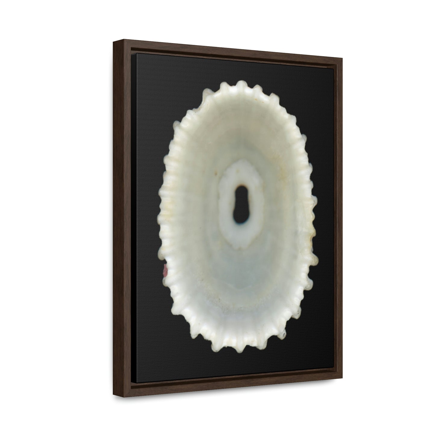 Keyhole Limpet Shell White Interior | Framed Canvas | Black Background