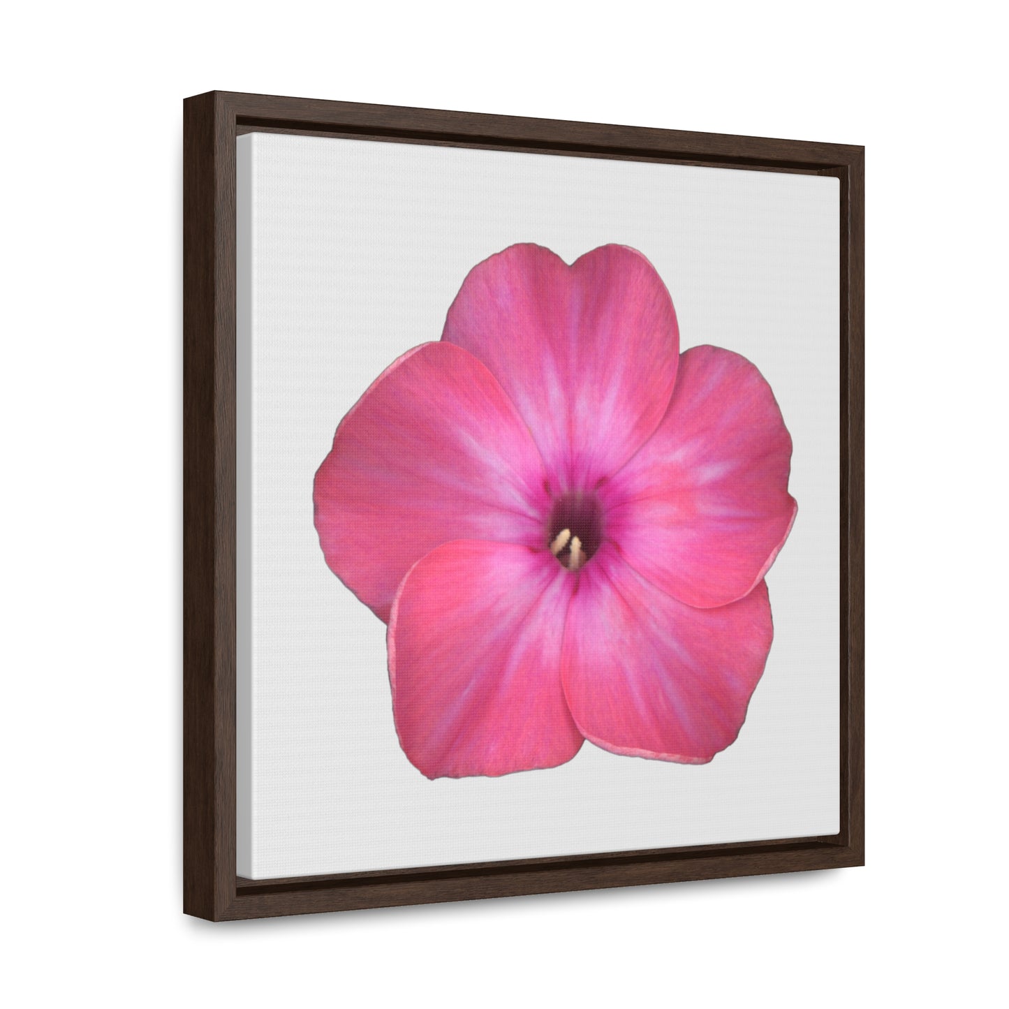 Phlox Flower Detail Pink | Framed Canvas | Silver Background