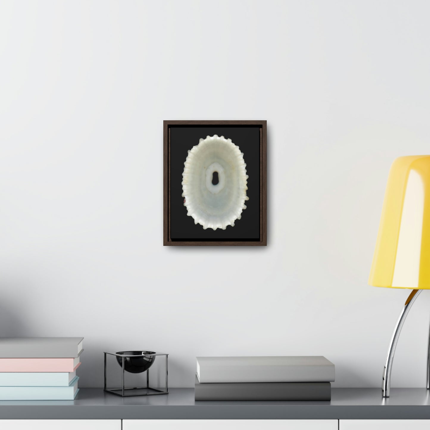 Keyhole Limpet Shell White Interior | Framed Canvas | Black Background