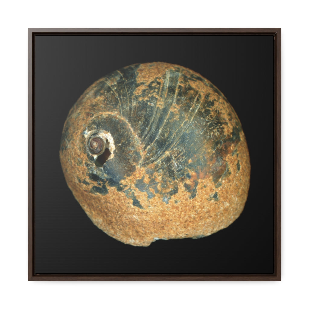 Moon Snail Shell Black & Rust Apical | Framed Canvas | Black Background