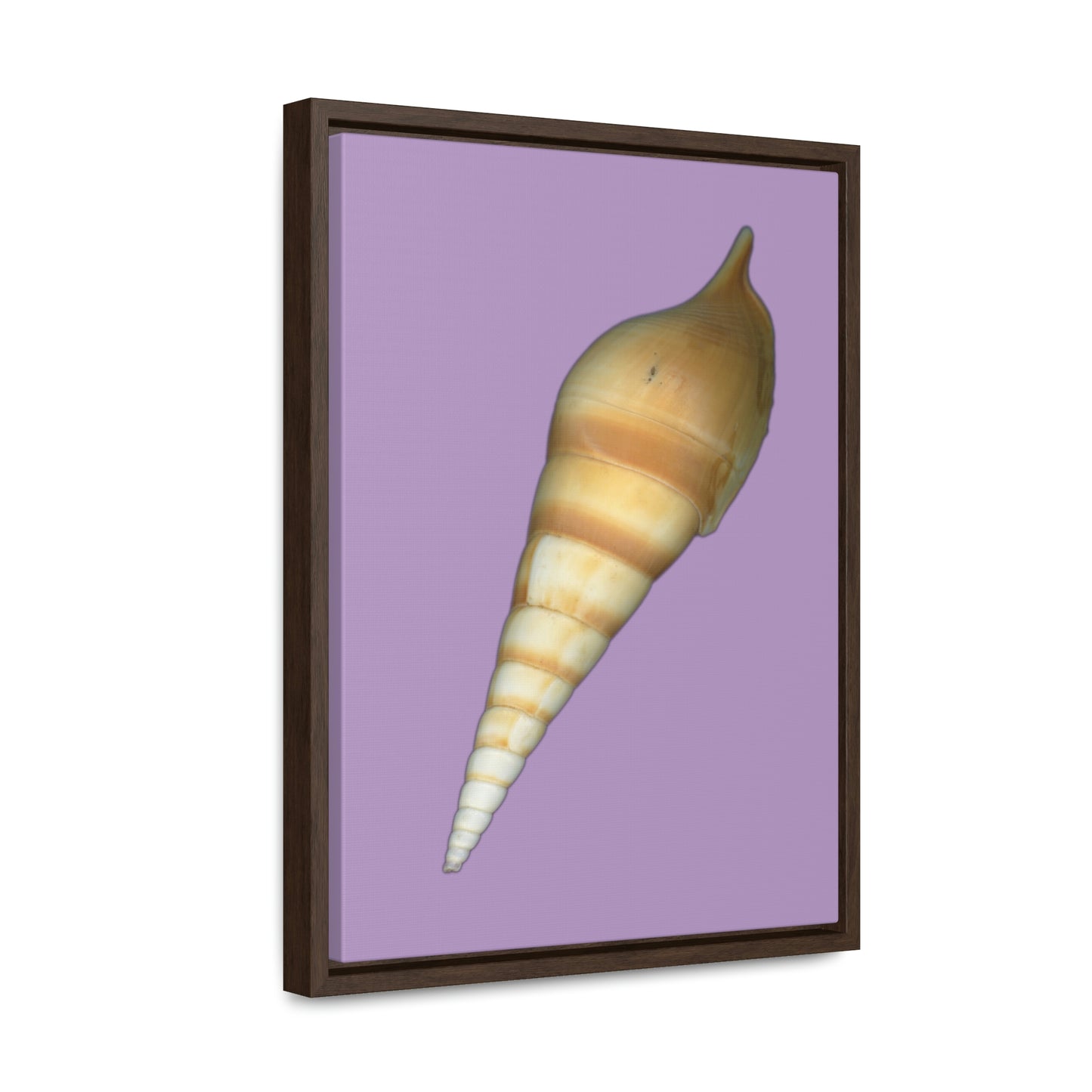 Turrid Shell Tan Dorsal | Framed Canvas | Lavender Background