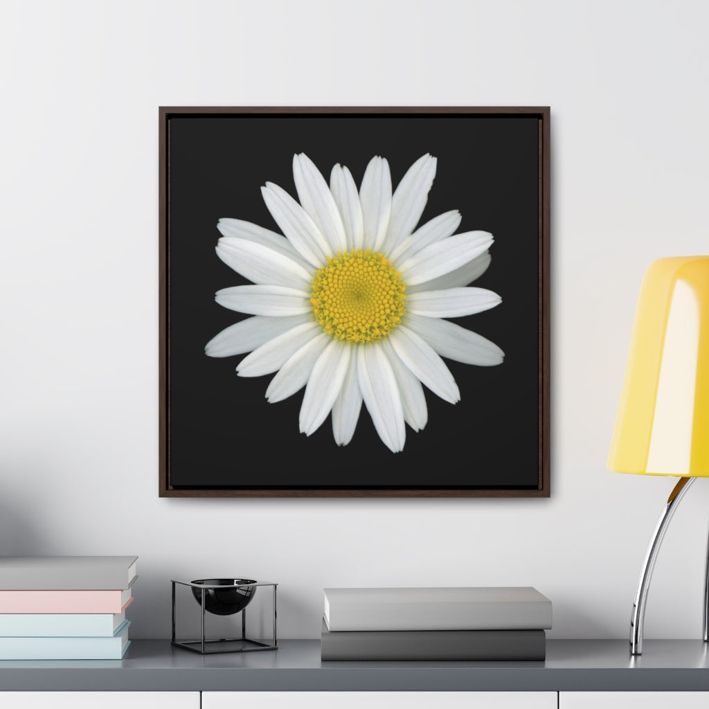 Shasta Daisy Flower White | Framed Canvas | Black Background