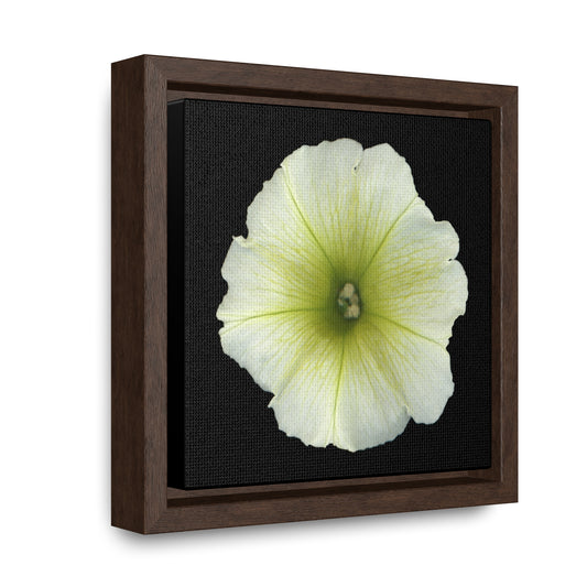 Petunia Flower Yellow-Green | Framed Canvas | Black Background