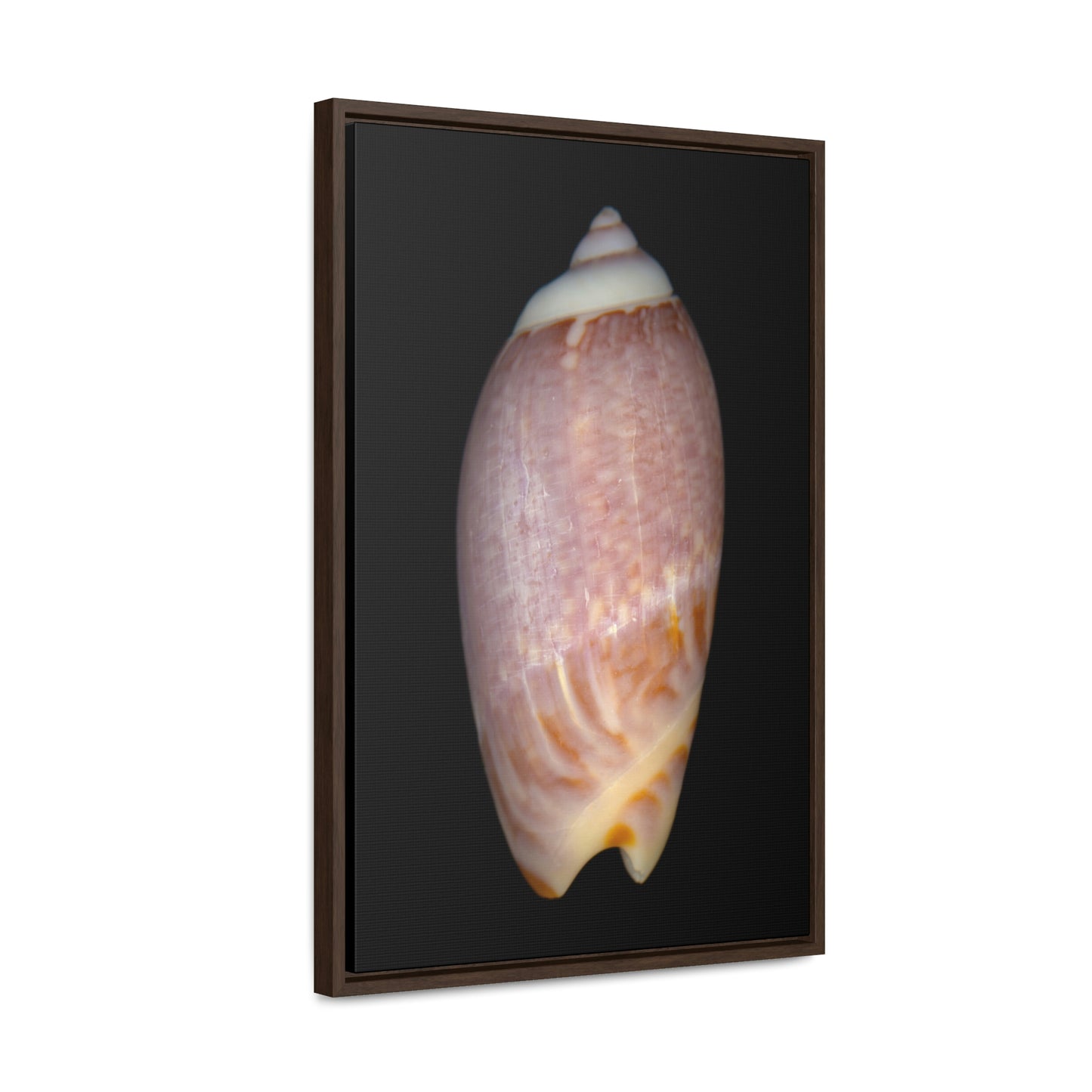 Olive Snail Shell Brown Dorsal | Framed Canvas | Black Background