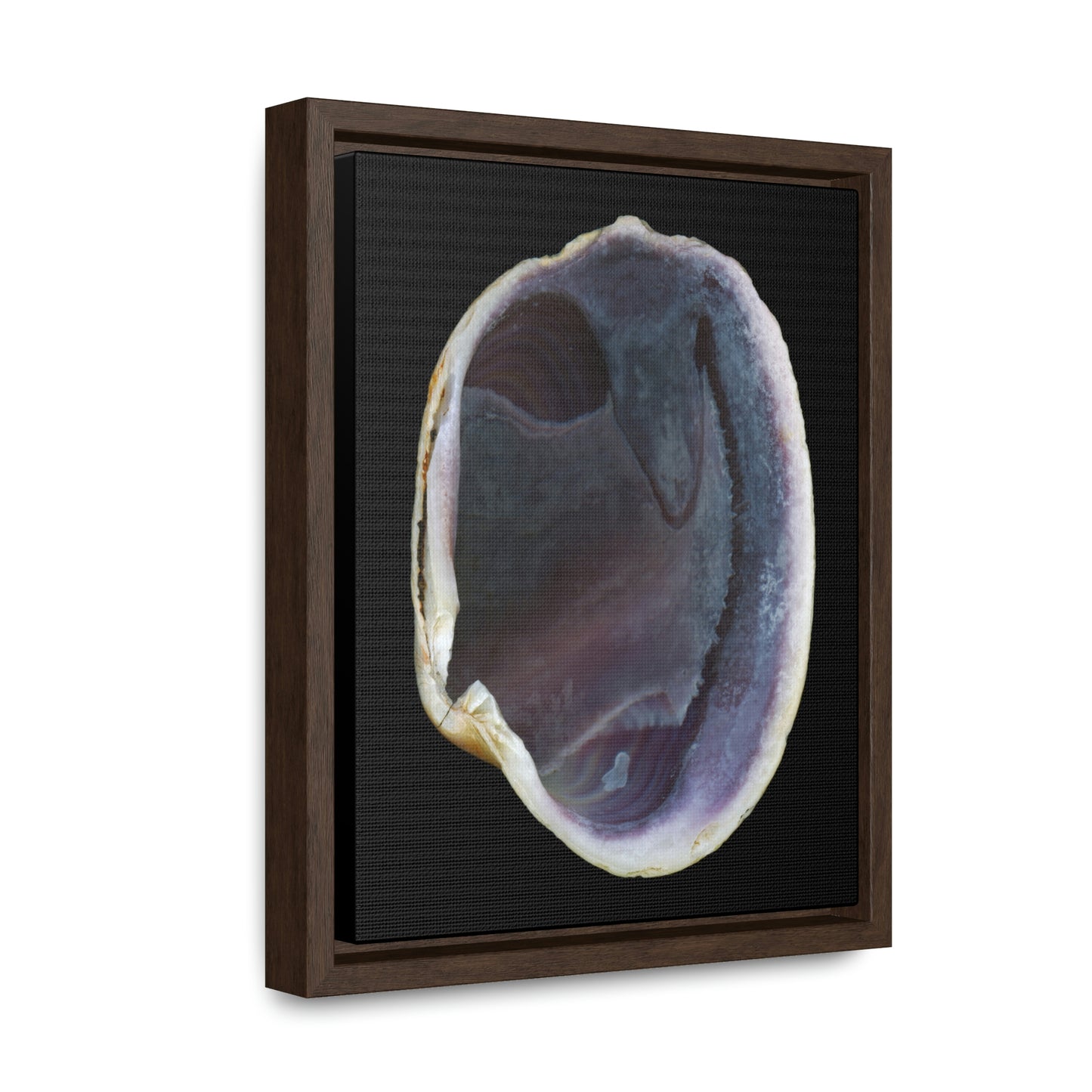 Quahog Clam Shell Purple Right Interior | Framed Canvas | Black Background