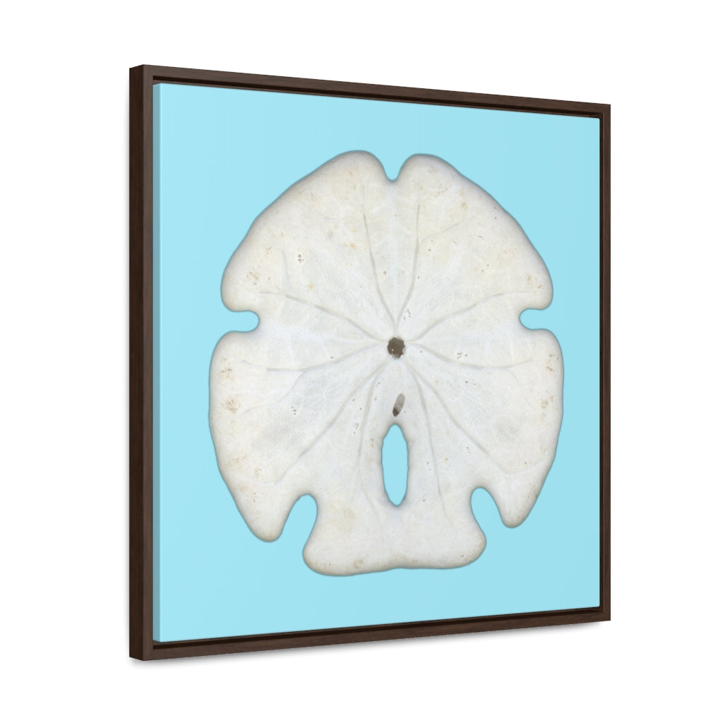 Arrowhead Sand Dollar Shell Bottom | Framed Canvas | Sky Blue Background