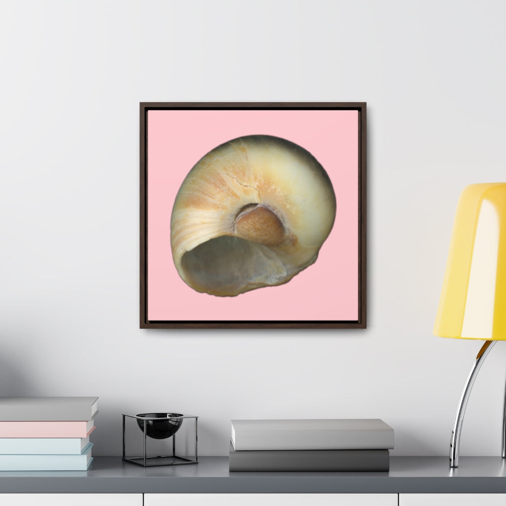 Moon Snail Shell Blue Umbilical | Framed Canvas | Pink Background