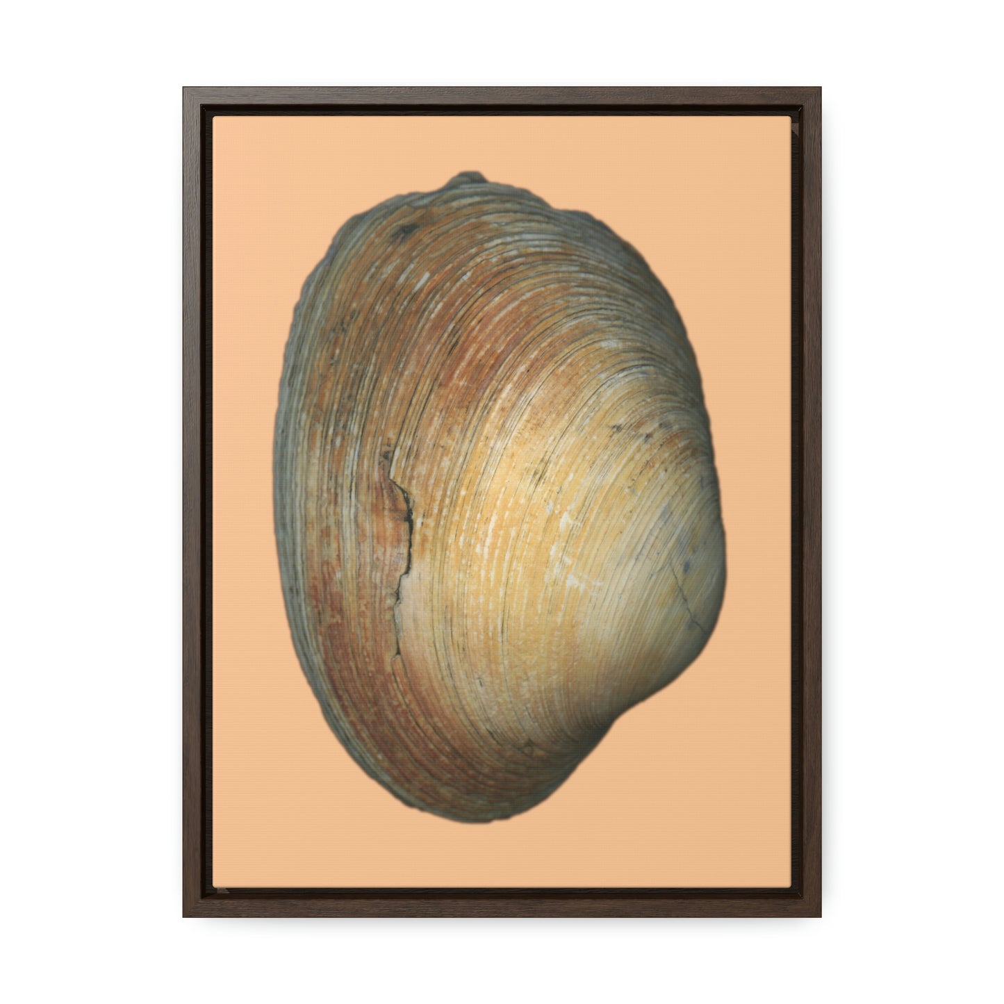 Quahog Clam Shell Purple Right Exterior | Framed Canvas | Desert Tan Background