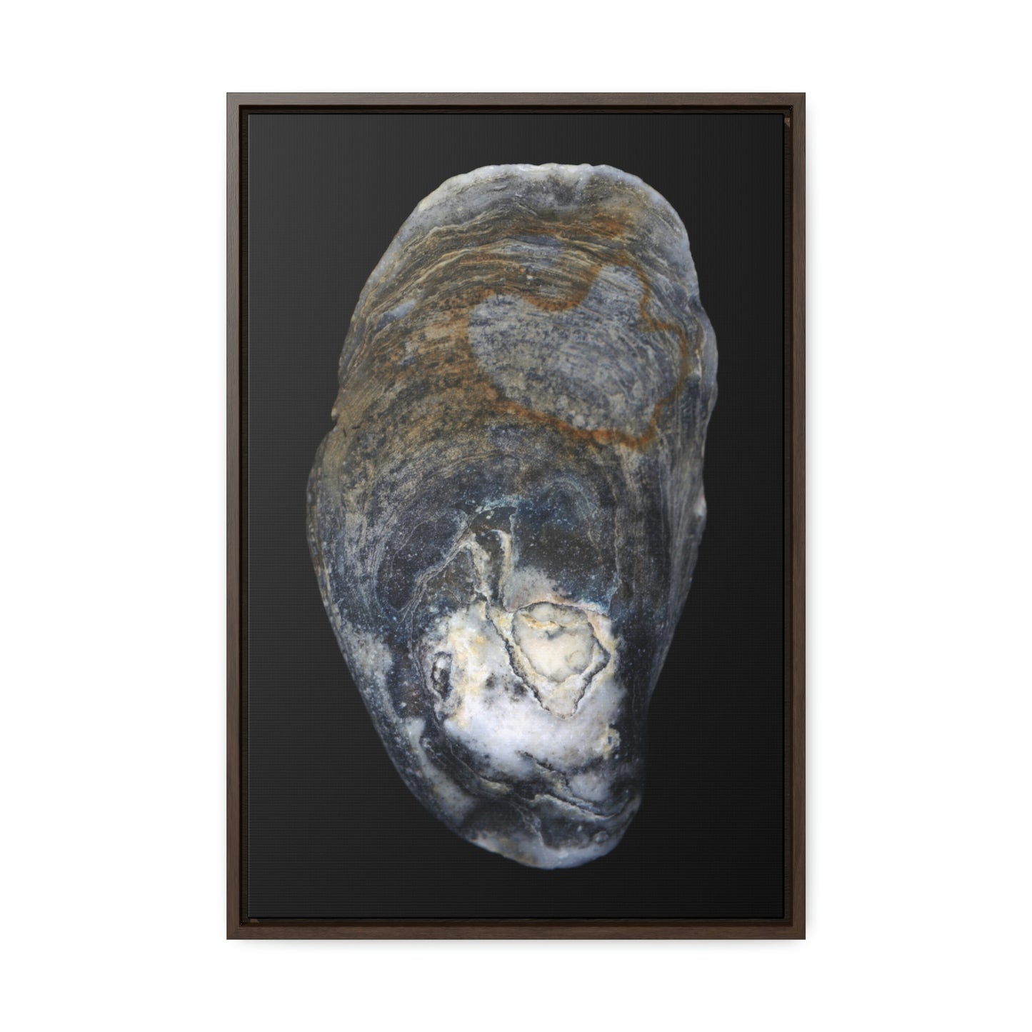 Oyster Shell Blue Right Exterior | Framed Canvas | Black Background