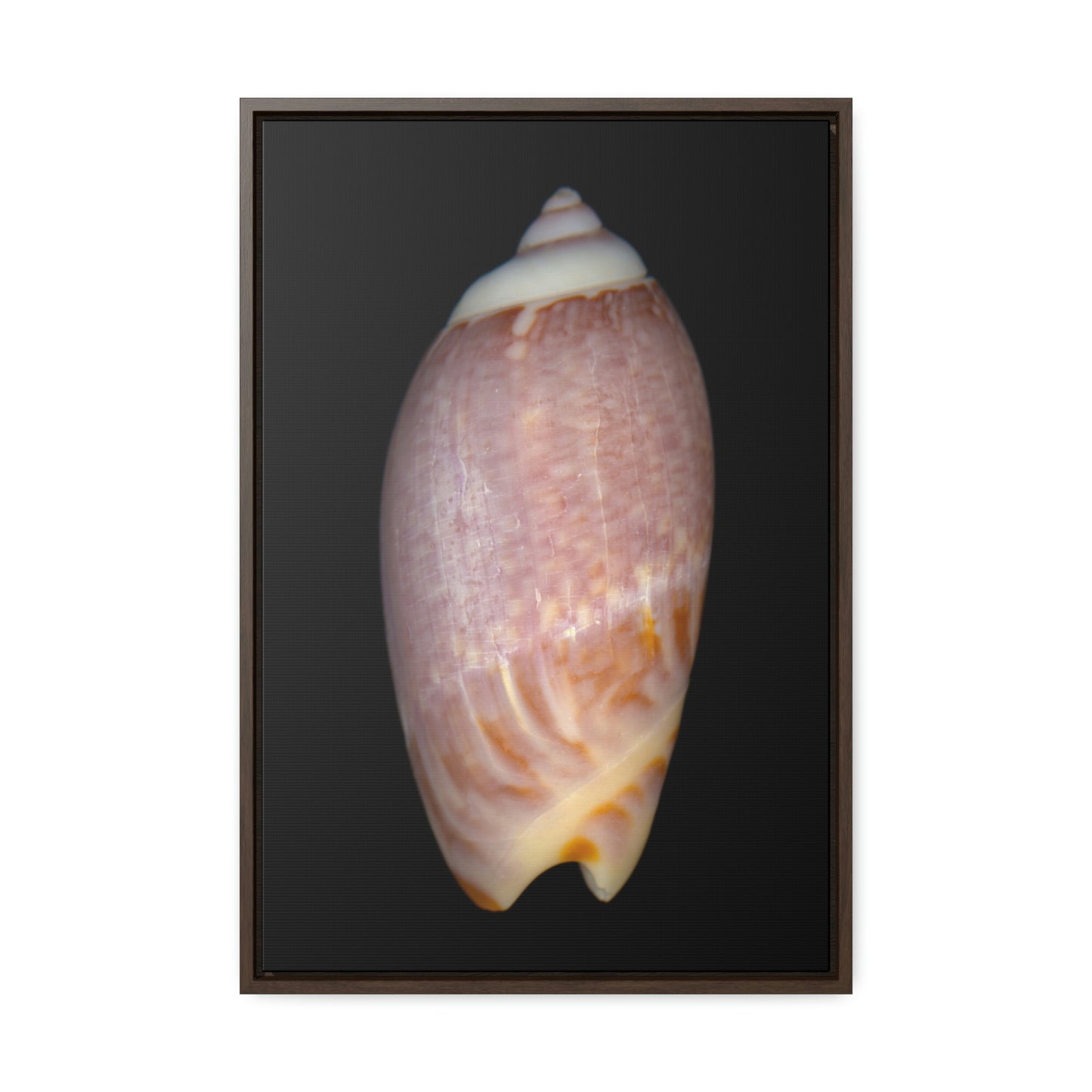 Olive Snail Shell Brown Dorsal | Framed Canvas | Black Background