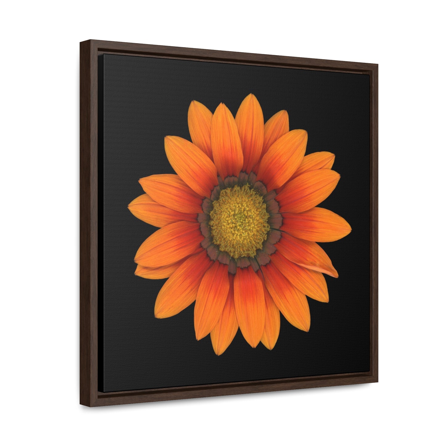 Gazania Flower Orange | Framed Canvas | Black Background