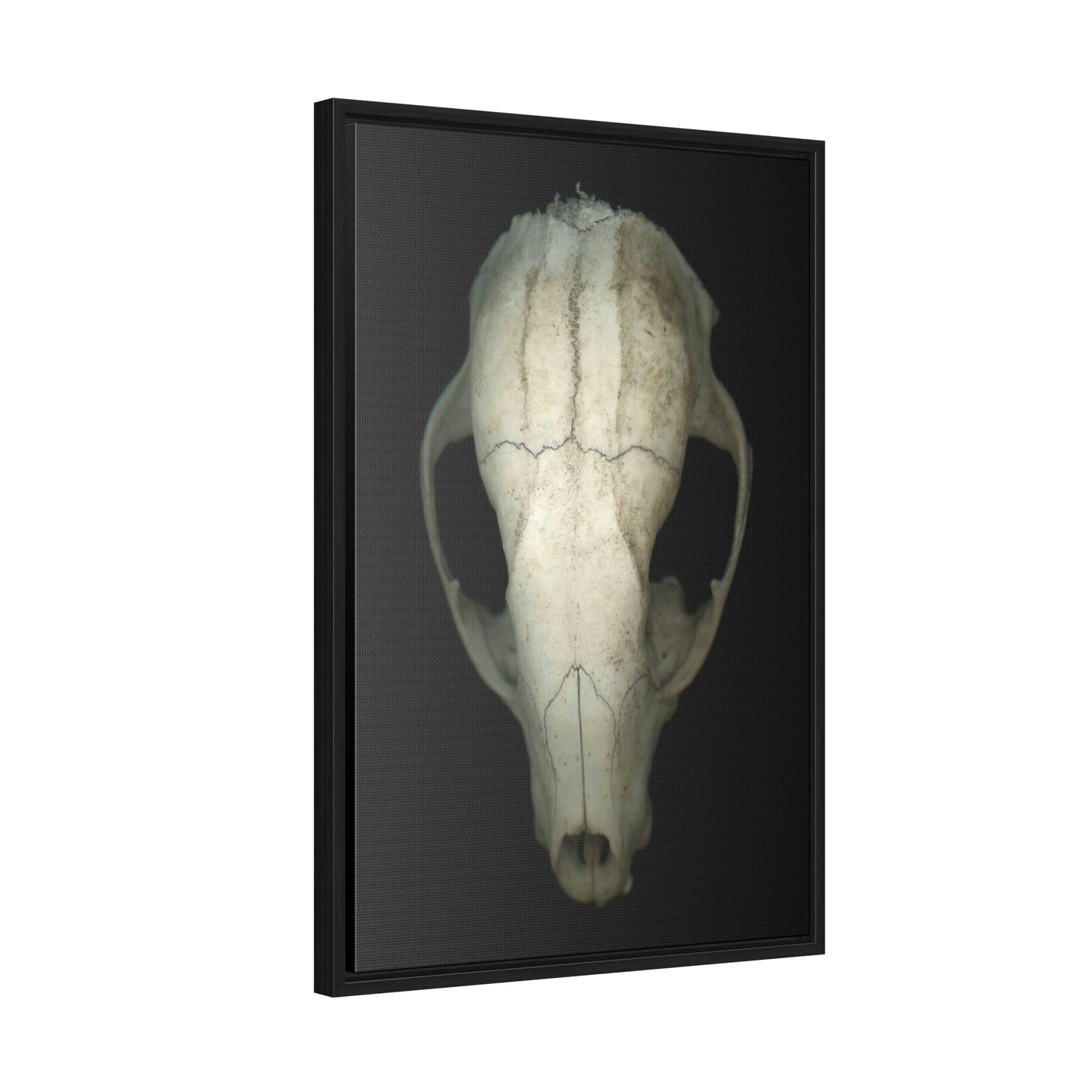 Raccoon Skull Superior by Matteo | Framed Wrap Canvas | Black Background