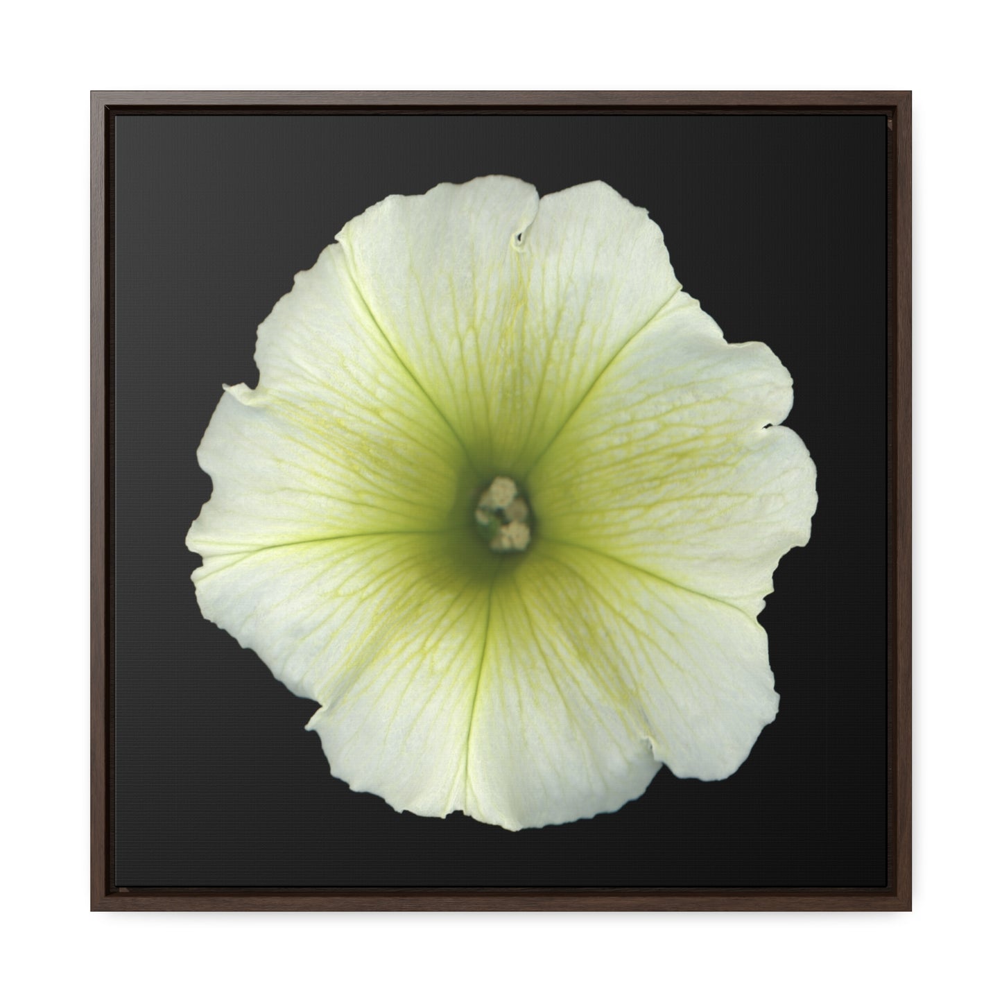 Petunia Flower Yellow-Green | Framed Canvas | Black Background