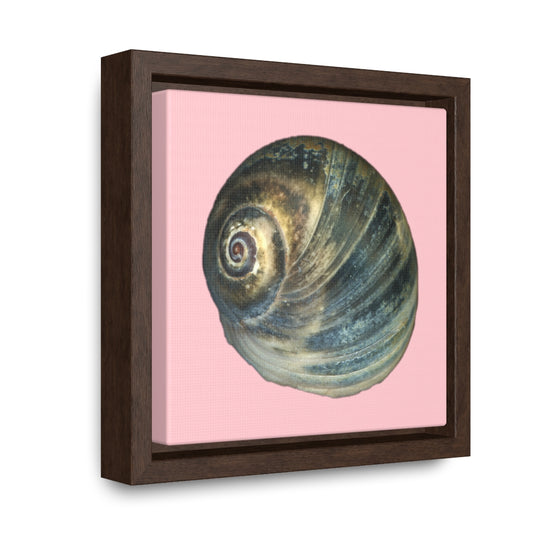 Moon Snail Shell Blue Apical | Framed Canvas | Pink Background