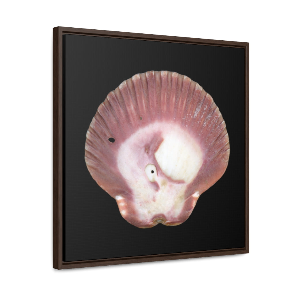 Scallop Shell Magenta Left Exterior | Framed Canvas | Black Background