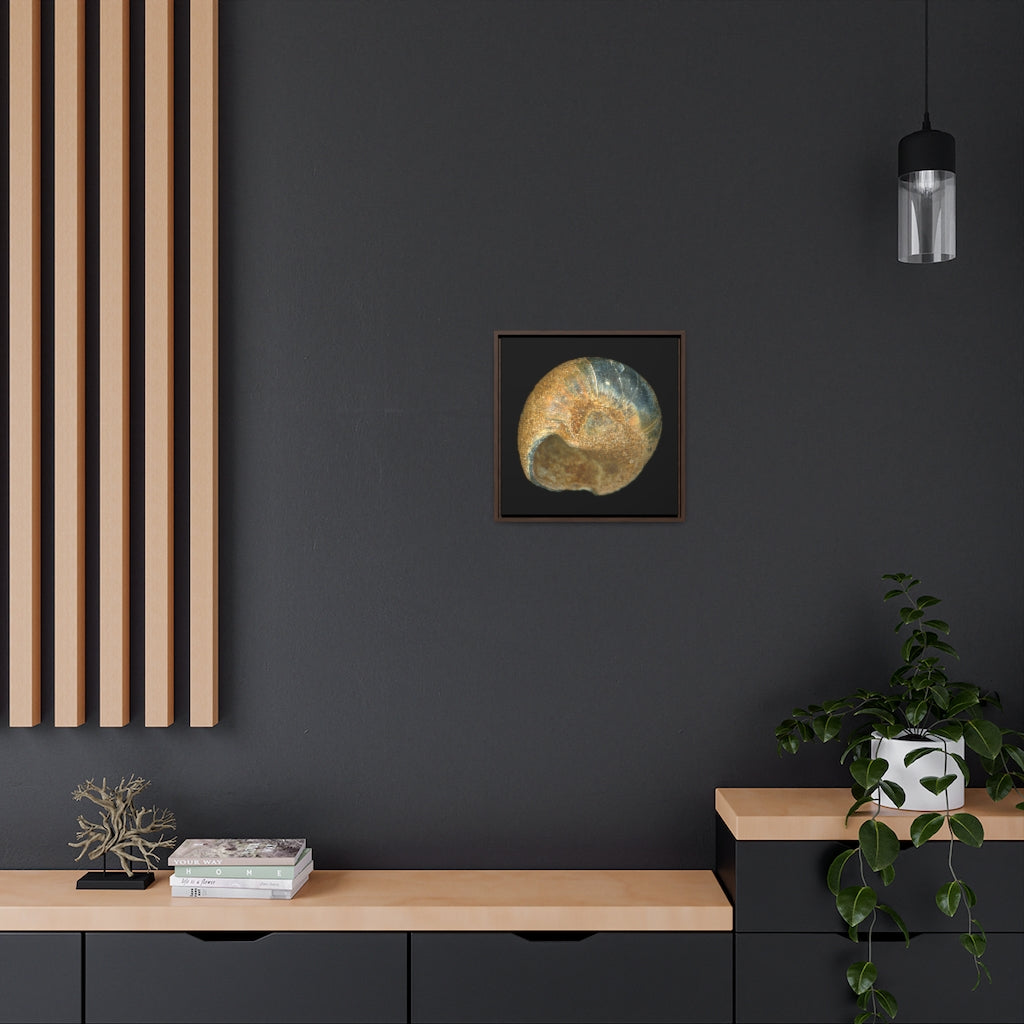 Moon Snail Shell Black & Rust Umbilical | Framed Canvas | Black Background