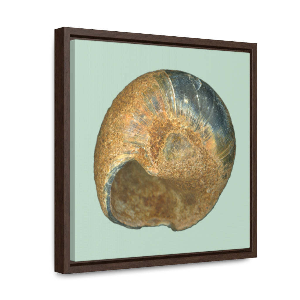 Moon Snail Shell Black & Rust Umbilical | Framed Canvas | Sage Background